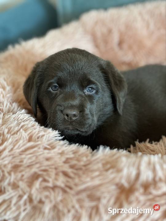 Labrador czarne czekoladowe i żółte Labrador Przygodzice