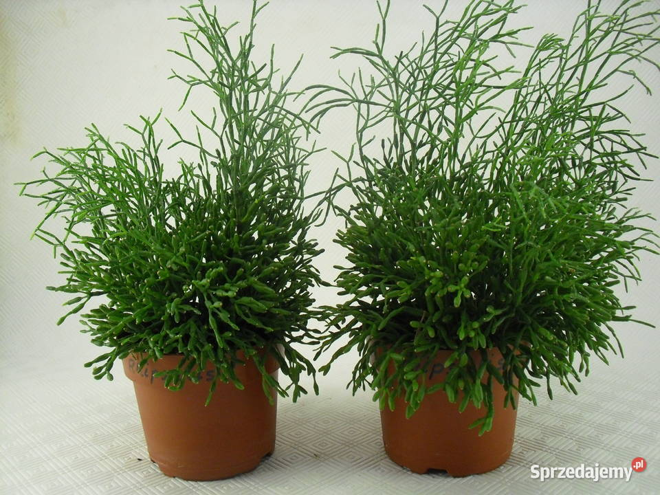 Kwiaty RHIPSALIS PAŁECZNIKI Bielawa