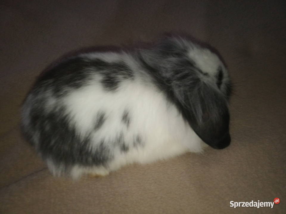 Królik miniaturka długowłosy baranek minilop zachodniopomorskie Dobrzany