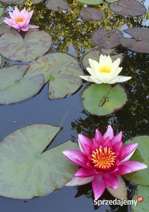 oczka wodne budowa ich naprawy rosliny lilie Poznań ogród