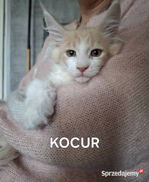 Koty Maine Coon Maine Coon warmińsko-mazurskie Jamielnik