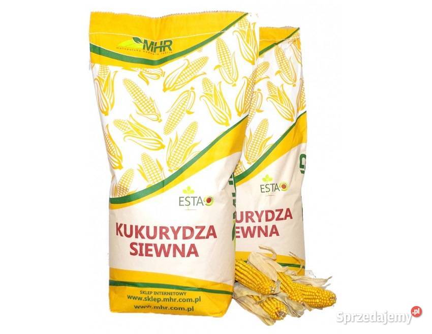 Materiał siewny kukurydza Kadryl FAO 270280 Kalisz