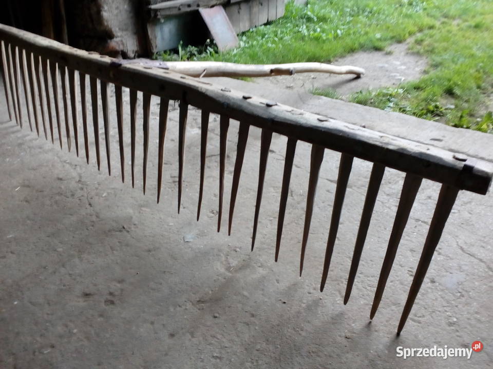 Grabie duze z lat 60 Lipno sprzedam