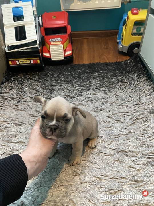 Buldogi Francuskie Zapraszamy Kraków