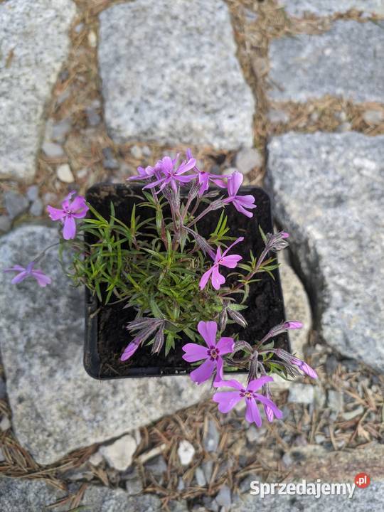 Floks szydlasty różowy Lublin