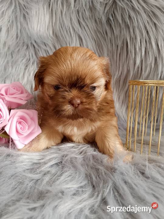 Piękna suczka shih tzu szuka domku Namysłów