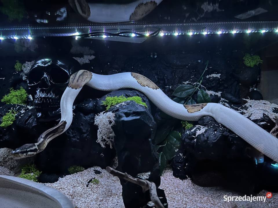 Terrarium z regiusem Sopot