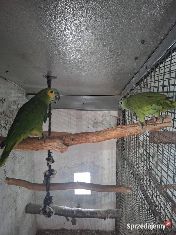 Amazonki para Miejska Górka