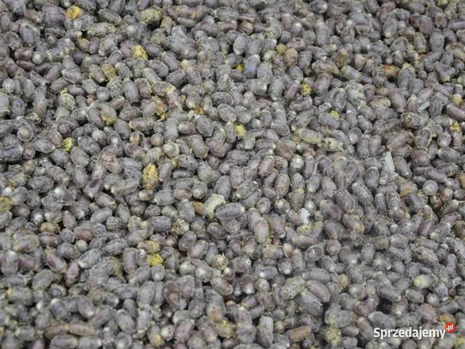 Kokony pszczoły murarki ogrodowej Czyżowice