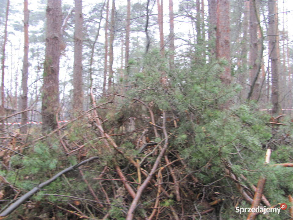 metry gałęzie Ostrów