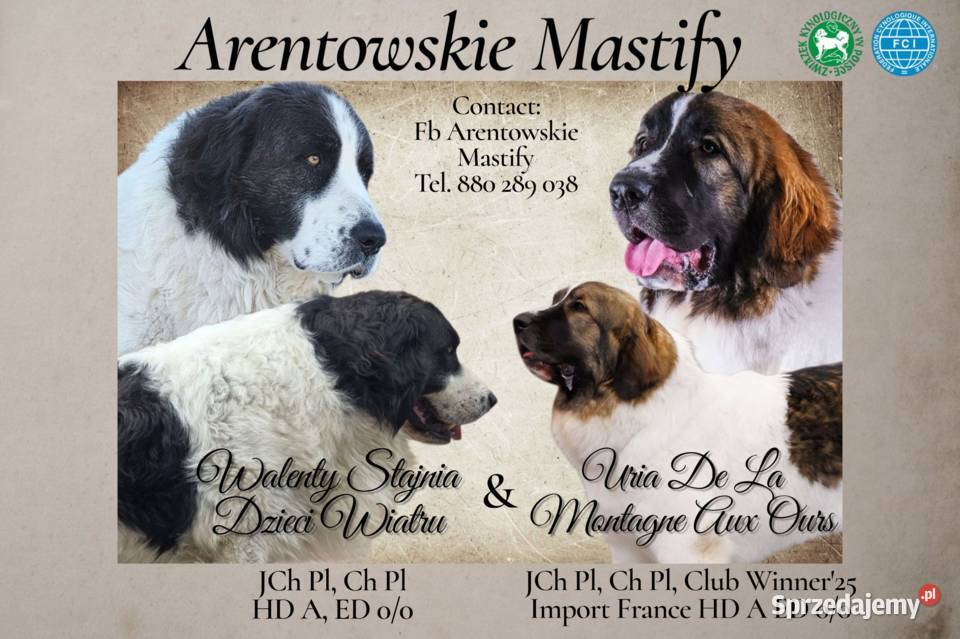 MASTIF PIRENEJSKI ZKWP FCI Pozostałe wielkopolskie Arentowo