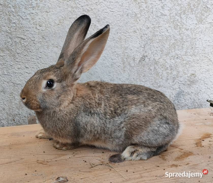 Samce 4 miesięczne 3 Króliki Rolnictwo