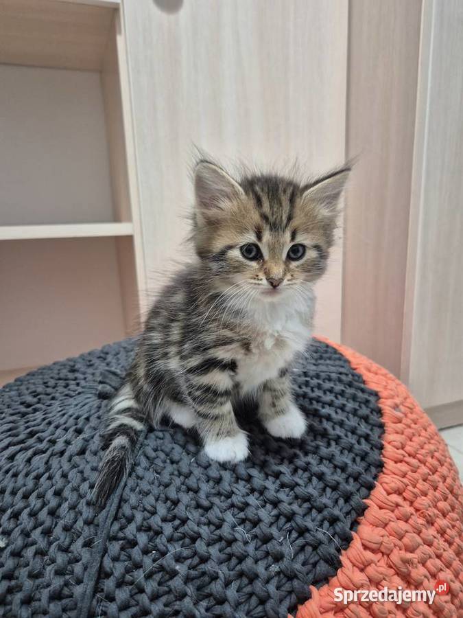 Syberyjska kotka NIKA rodowód FIFE FPL Stary Broniszew sprzedam