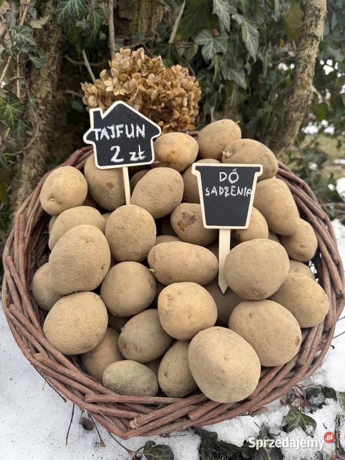 Ziemniaki tajfun do jedzenia i sadzenia małopolskie Wadowice