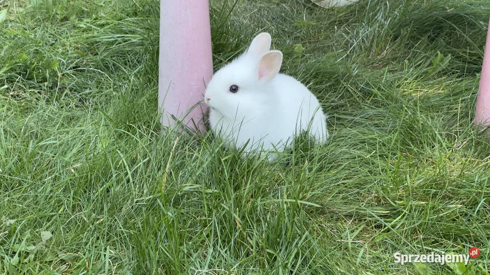 Miniaturki Roczny królik dwa małe króliki Jachranka sprzedam