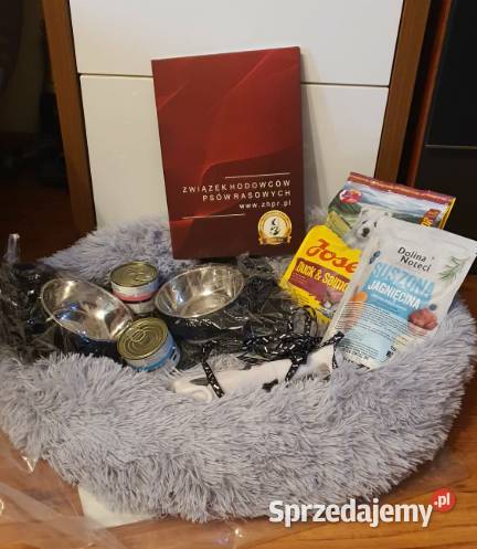 Malutki pudelek red Teddy 100 Toy śląskie Częstochowa sprzedam