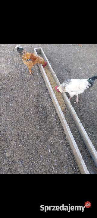 Kogut koguty młode 2025