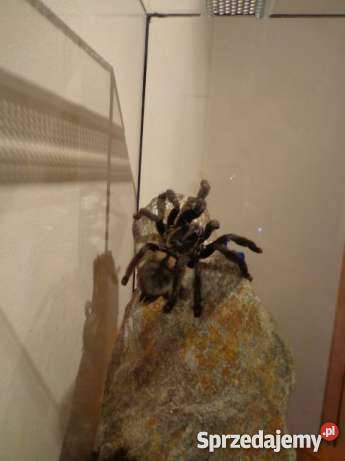 Ptasznik Psalmopoeus irminia Toruń