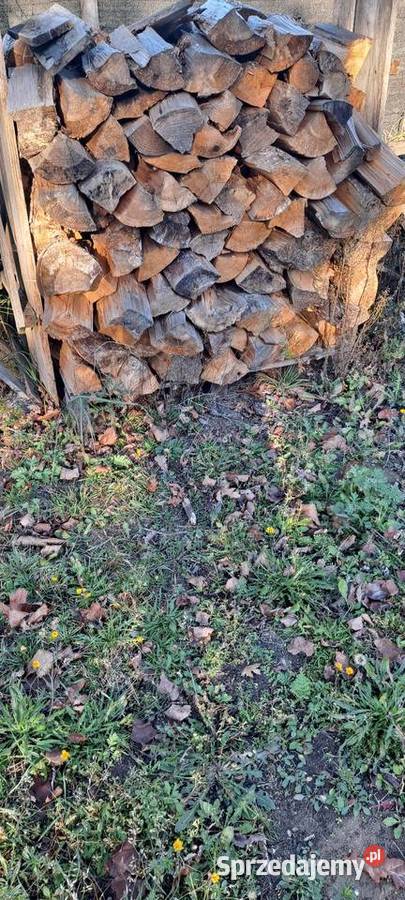 Sprzedam sosne 5 metr sucha 3 letnia