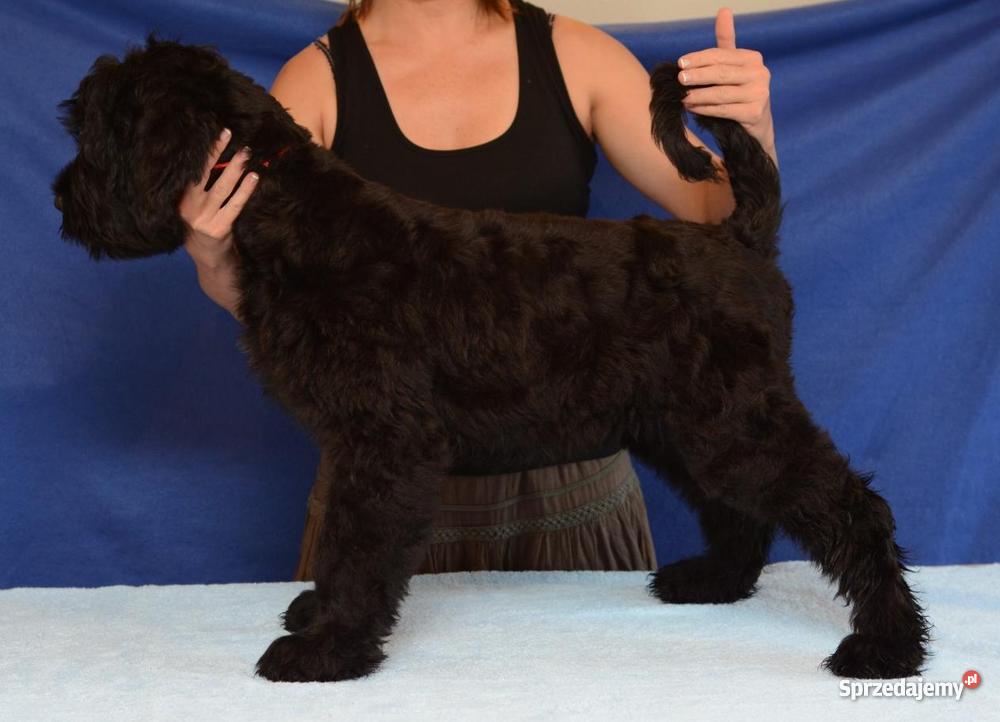 terier rosyjski szczenięta opolskie Dąbrowa