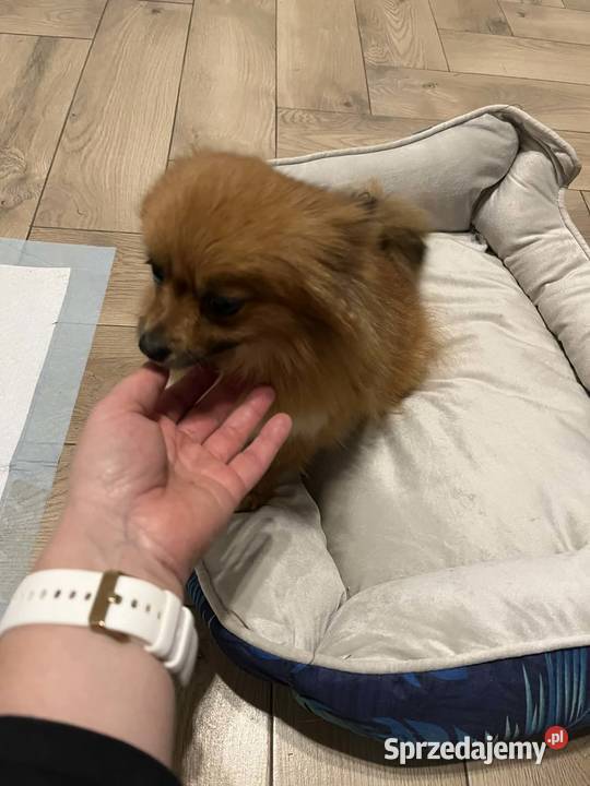 szpic miniaturowy suczka świętokrzyskie