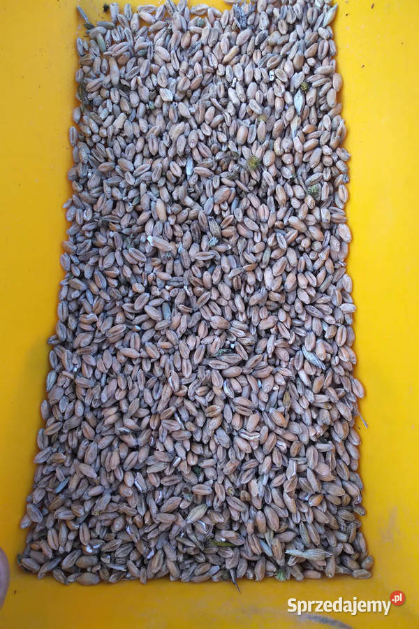 pszenica kur kaczek drobiu