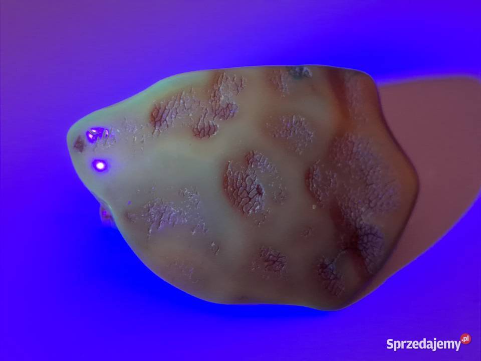 Broszka z bursztynu bursztyn bryłka 1493 Zegarki i Biżuteria Warszawa