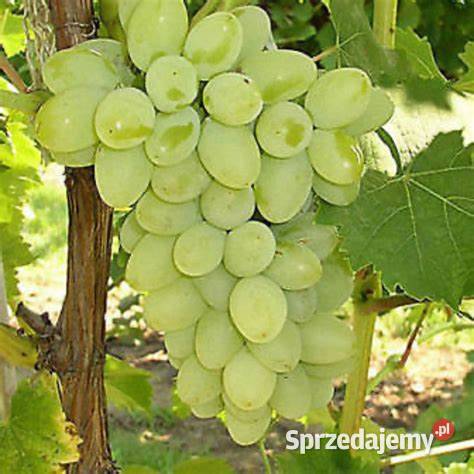 Zestaw 6 super olbrzymów deserowych małopolskie Łazy Brzyńskie