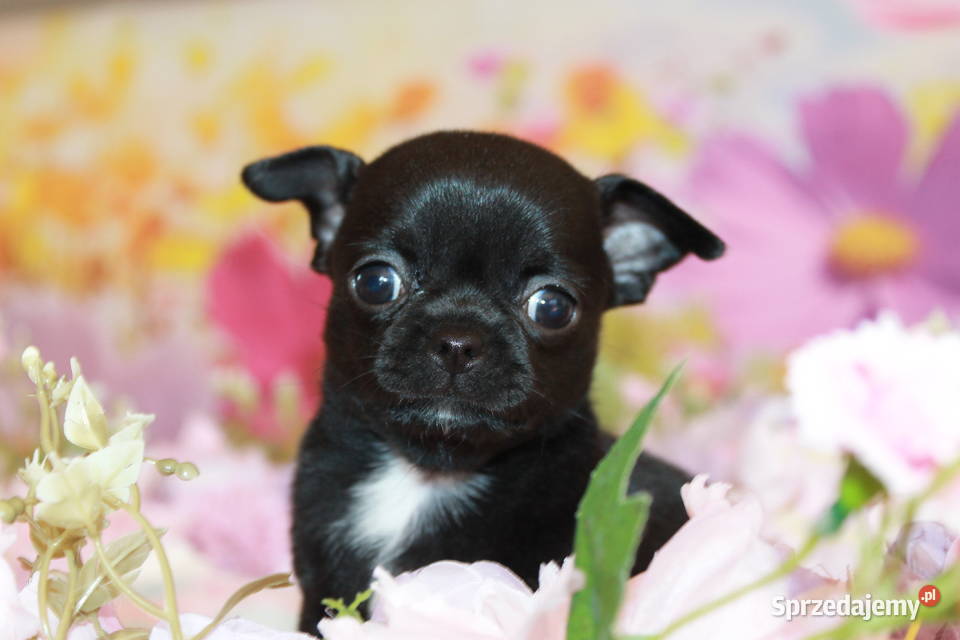 Chihuahua krótkowłosa sunia ZKwP FCI sprzedam
