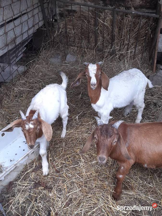 Koziołki burskie Łęki Dukielskie