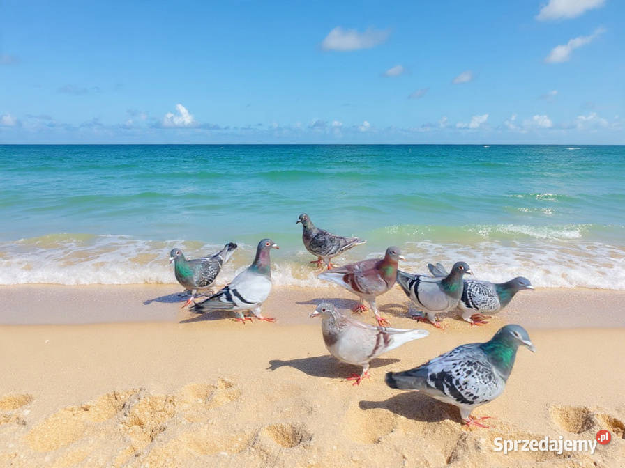 Gołębie Staropolskie i pocztowe Nowy Sącz