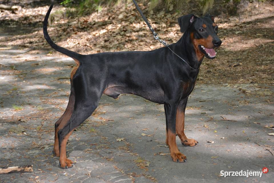 PINCZER ŚREDNI NIEMIECKI ZAPOWIEDŹ REZERWACJA Katowice