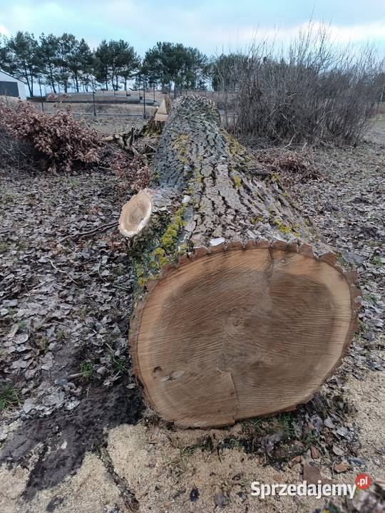 Topola kłoda drzewo drewno plastry Złotów