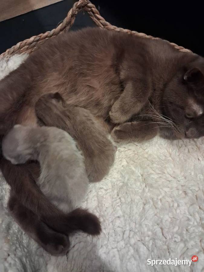 Kotki brytyjskie krótko wlose