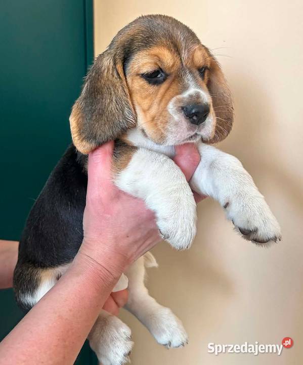Szczeniaki Beagle tricolor ZKwP Konopiska sprzedam
