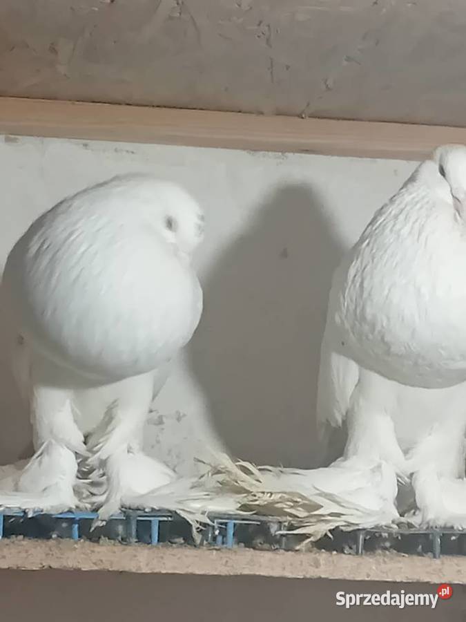Garłacze pomorskie białe I ńiebieskie mazowieckie Siedlce sprzedam