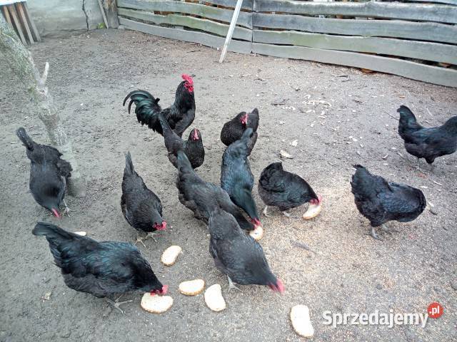 Zielone jajka Polska kura wielkanocna lubelskie Ryki sprzedam