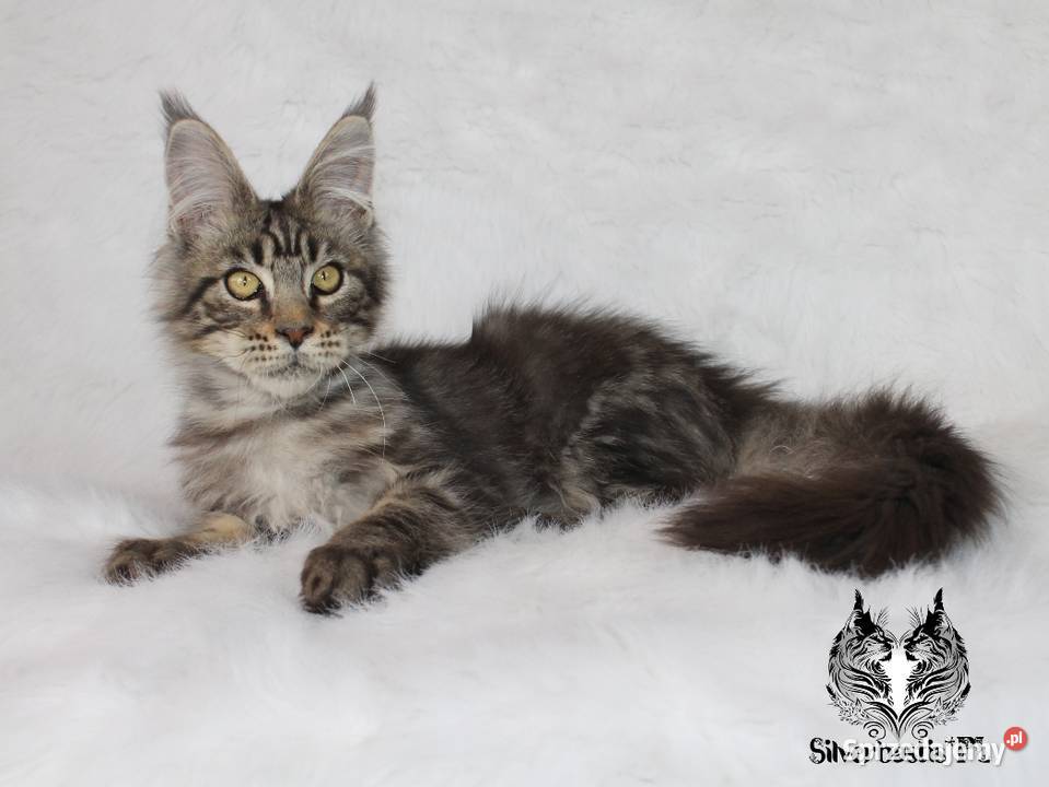 Kocurek Maine Coon kociego behawiorysty