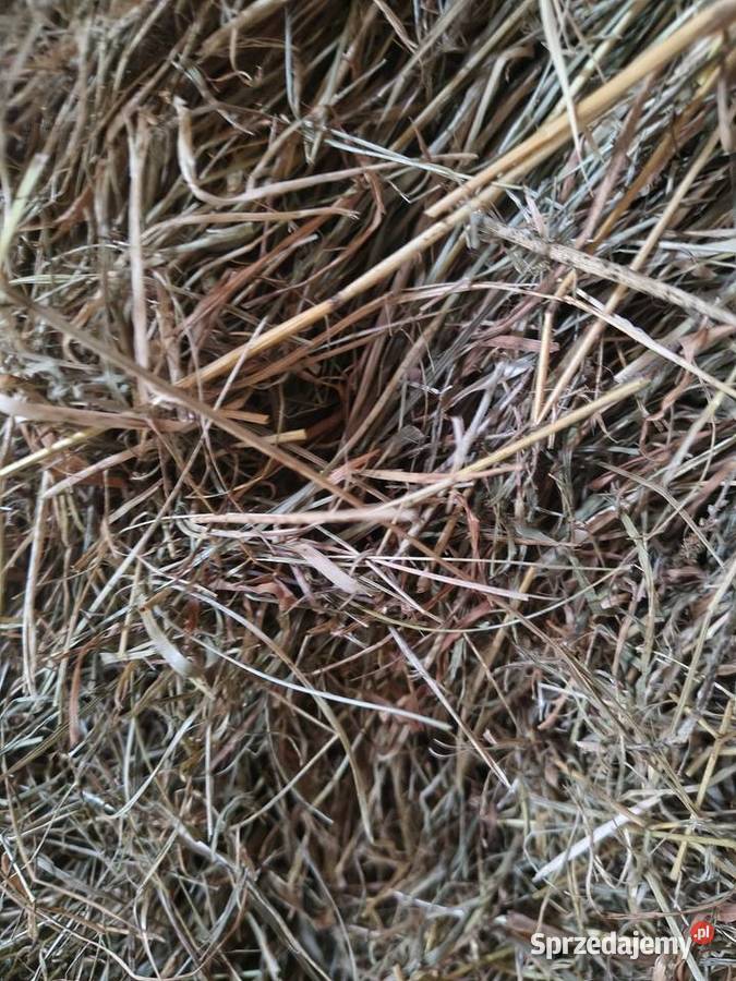 Sprzedam siano Zagórów sprzedam