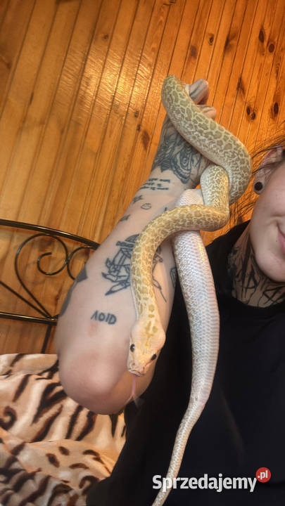 Pyton Birmański samica cb2024 Hypo granite Międzyrzec Podlaski