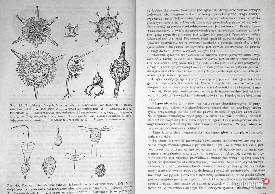 Zoologia Tom 1 Część ogólna B Aleksander Rajski Rok wydania 1986 Chełm sprzedam
