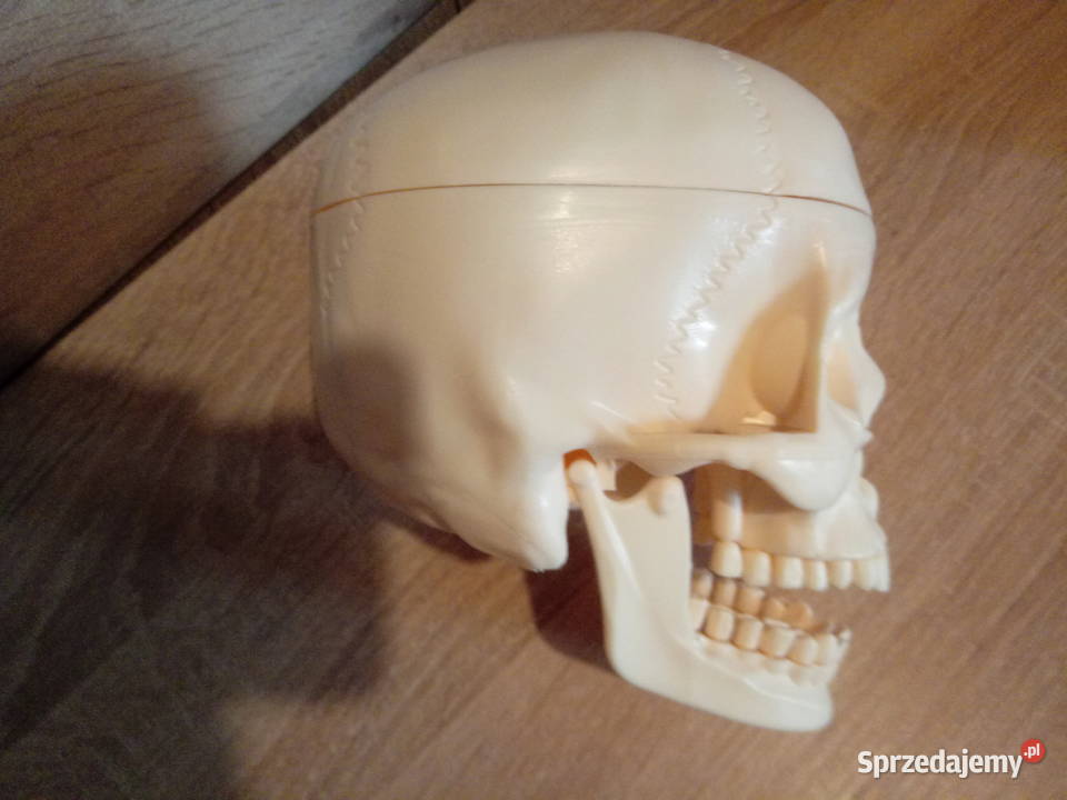 Czaszka kostek szkielet ciało człowieka Edukacyjne Chrzanów sprzedam