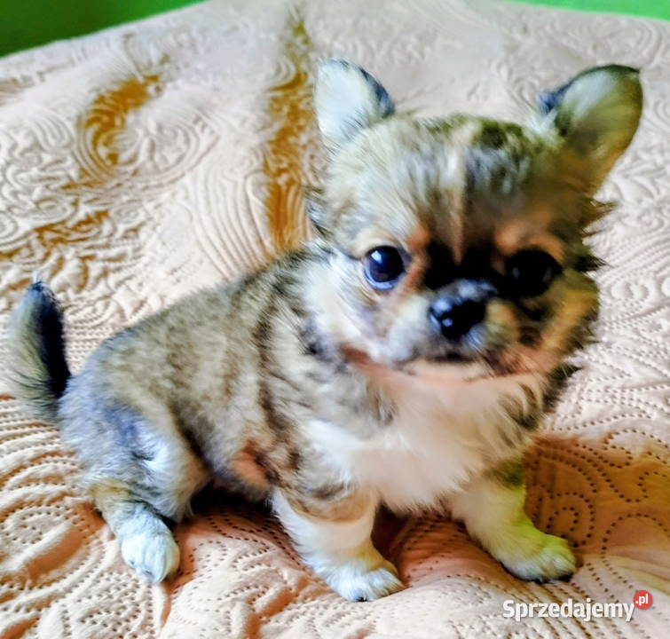 Chihuahua maleńki piesek Konin sprzedam