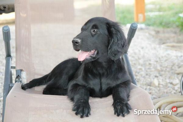 szczenięta flat coated retriever zapowiedź miotu Orzesze