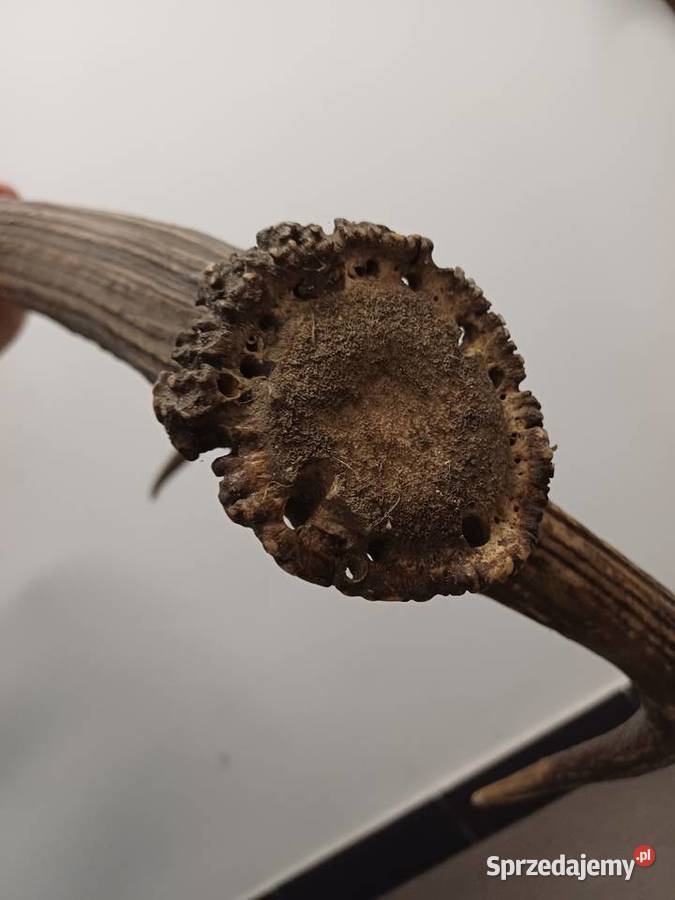 Sprzedam poroże Lublin