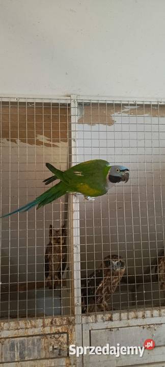 Aleksandretta chinska samica śląskie Jastrzębie-Zdrój