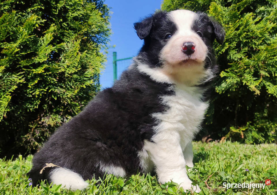 Rasowy pies szczenię Border Collie z Hodowli