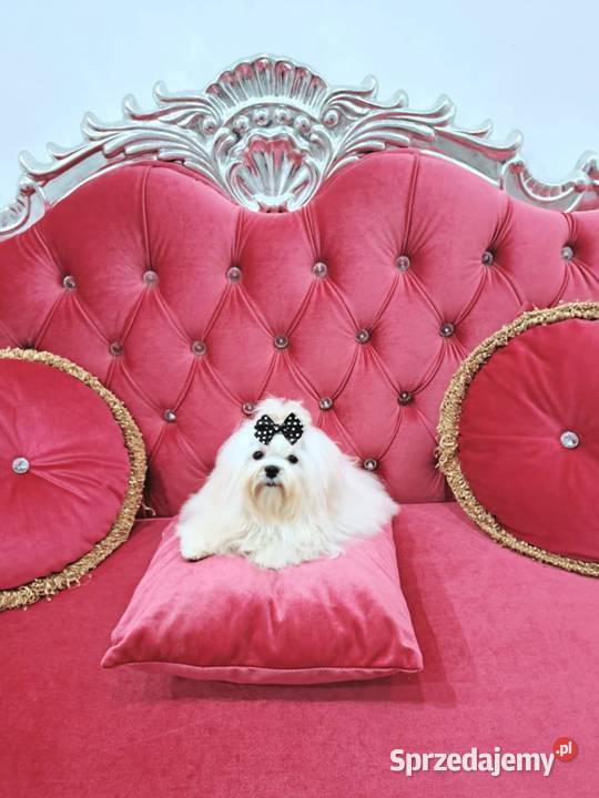 maltańczyki koreańskie szczenięta z rodowodem Bydgoszcz