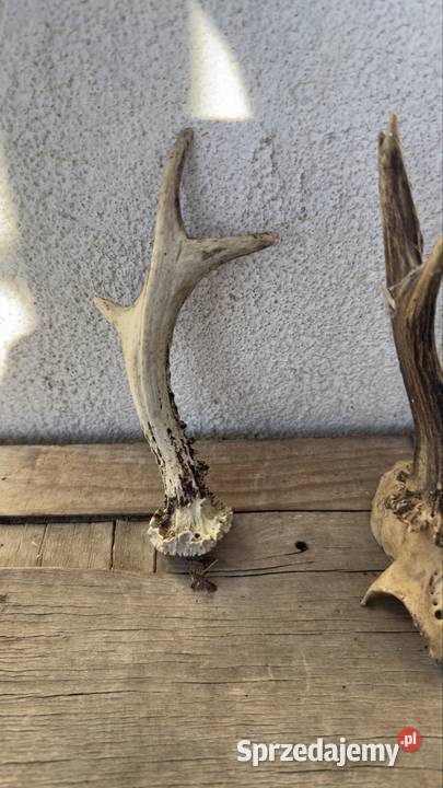 Sprzedam rogi Żary