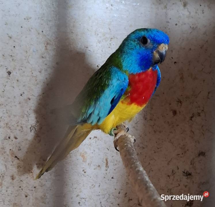Papugi lakowki wspaniale